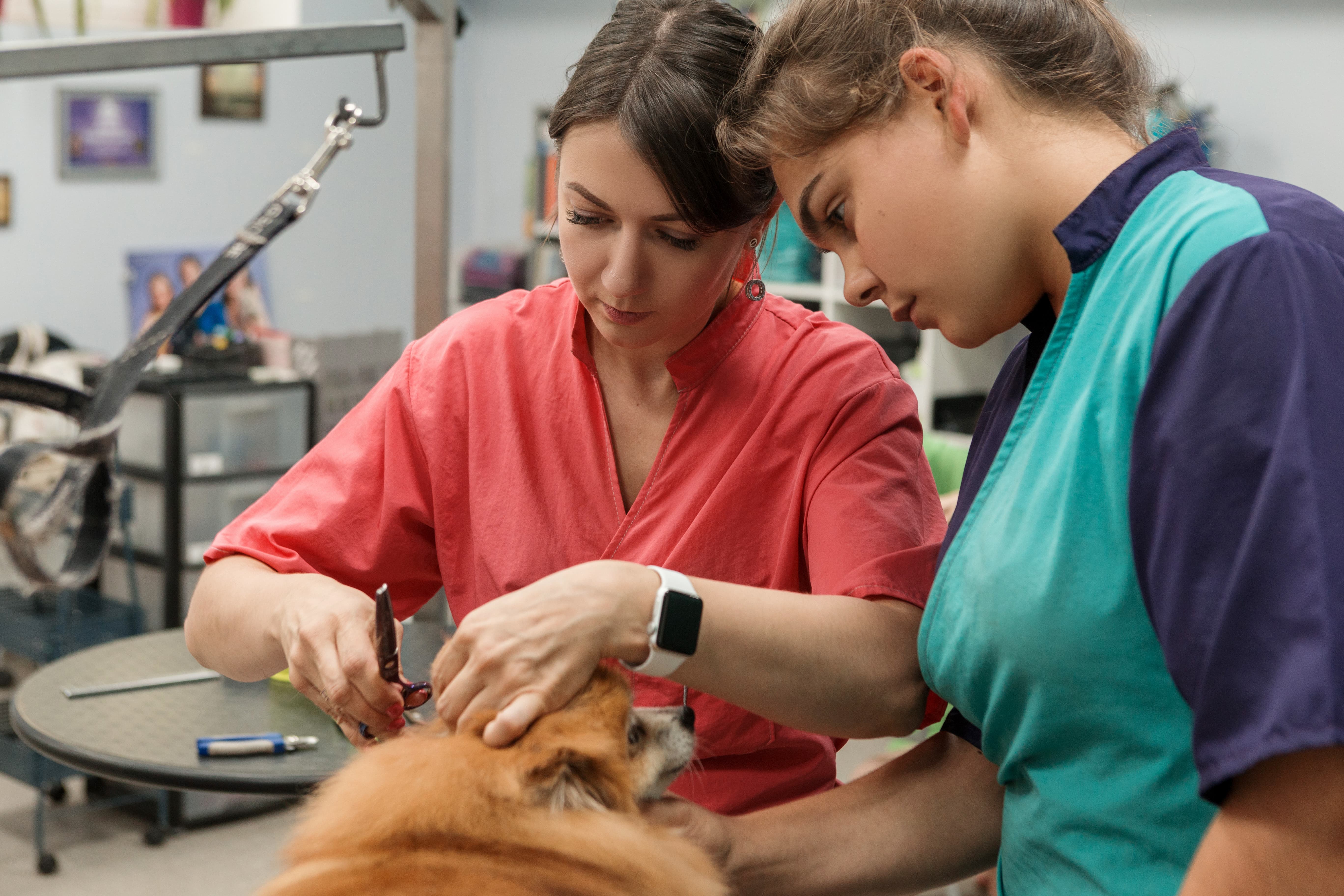 Школа Грумінгу WOW набуває формату Навчального Центру GROOMER professional