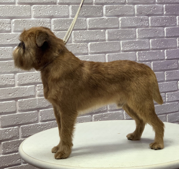 grooming-of-brussel-griffon
