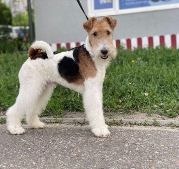 grooming-of-foxterrier-2