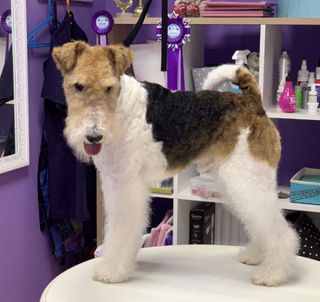 grooming-of-foxterrier