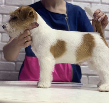 grooming-of-jack-russel-terrier