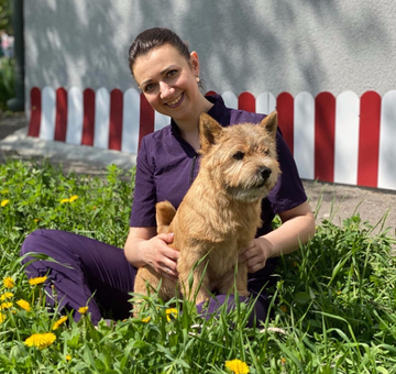 grooming-of-norwich-terrier