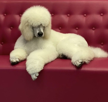grooming-of-poodle