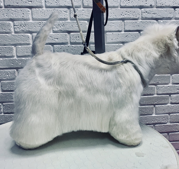 grooming-of-westie