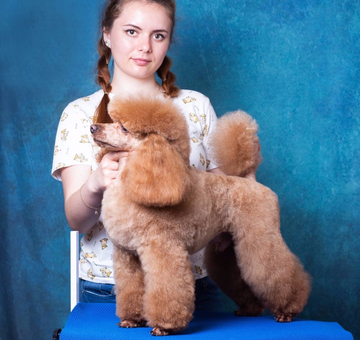 grooming-of-poodle-2