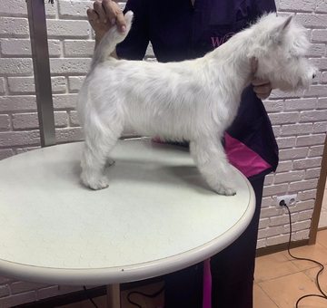 grooming-of-puppy-westie