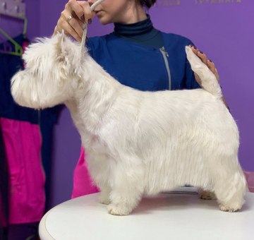 grooming-of westhighland-terrier -2