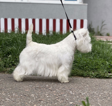 grooming-of-westhighland-terrier