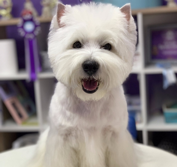 grooming-of-westie2