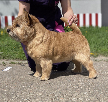 norwich-terrier