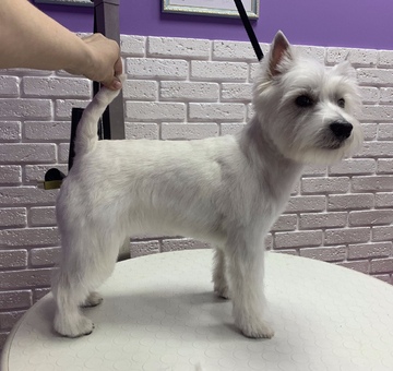 sportive-style-of-grooming-westie